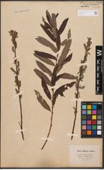 Salix aurita L. x Salix viminalis L.